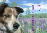 ボブちゃんのメモリアル写真　ペット葬儀日：２０１０年１月８日　茨城県よりご依頼